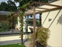 Pergola Deurne, vijver, waterval, Acer, Japanse esdoorn, druif, vitis