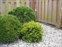 Buxusbollen, klimhortensia, Hydragea petiolaris, buxus Eindhoven