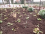 Bodembedekkers, rhododendron Deurne, rhododendron Asten, Waldsteinia ternata, beukhaag, groene beuk, Liriope, Pennisetum